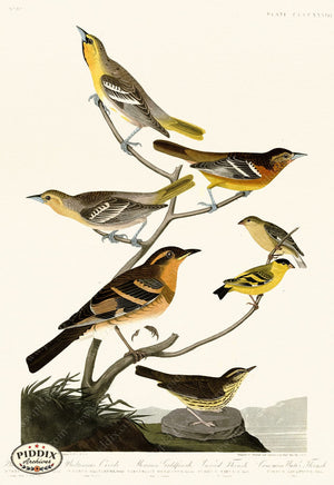 Pdxc20969 -- Audubon Mexican Goldfinch Color Illustration