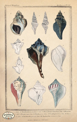 Pdxc2096G -- Seashells Color Illustration