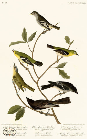Pdxc20970 -- Audubon Blue Mountain Warbler Color Illustration