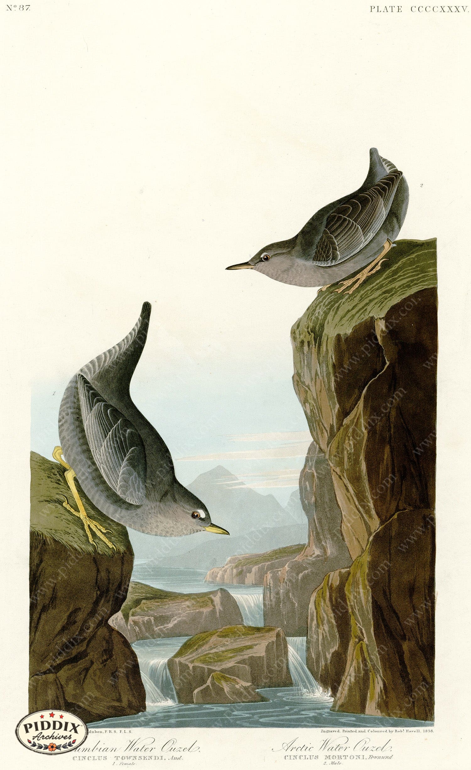 Pdxc20971 -- Audubon Arctic Water Ouzel Color Illustration