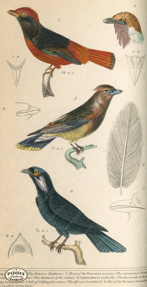 Pdxc2102 -- Birds Color Illustration