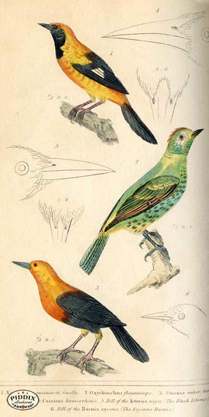 Pdxc2103 -- Birds Color Illustration