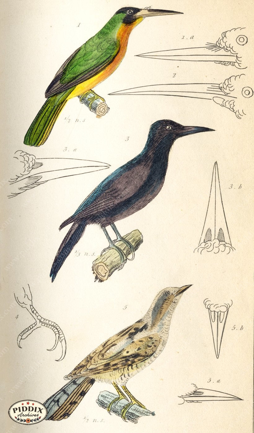 Pdxc2104 -- Birds Color Illustration