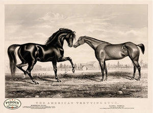 Pdxc21042 -- Horse American Trotting Stud Original Art