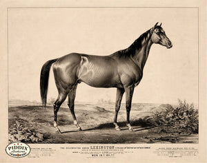 Pdxc21043 -- Horse Lexington Original Art