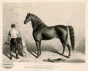Pdxc21049 -- Horse Black Hawk Original Art