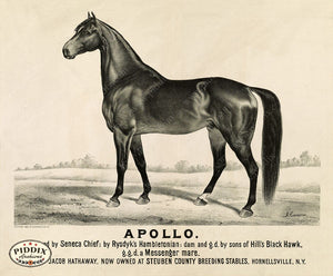 Pdxc21050 -- Horse Apollo Original Art