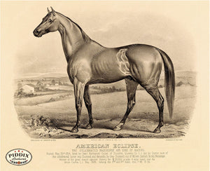 Pdxc21053 -- Horse American Eclipse Original Art