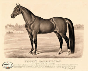 Pdxc21059 -- Horse Rysdyks Hambletonian Outside Original Art