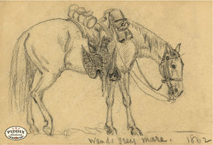 Pdxc21060 -- Horse Grey Mare Drawing Original Art