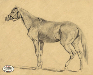 Pdxc21062 -- Horse Drawing Original Art