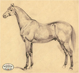 Pdxc21063 -- Horse Drawing Sepia Original Art