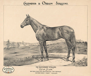 Pdxc21078 -- Horse California And Oregon Stallions Original Art