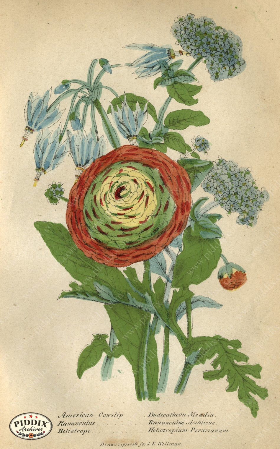 Pdxc2221 -- New For November Color Illustration