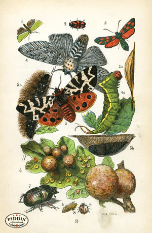 Pdxc2322 -- Butterflies & Bugs Color Illustration