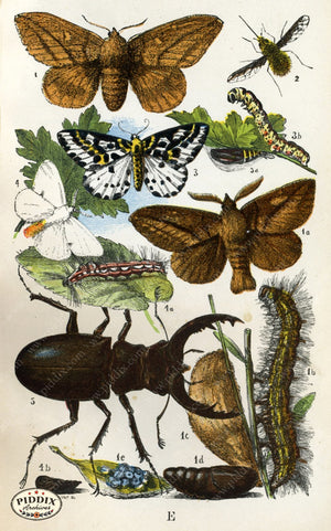 Pdxc2324 -- Butterflies & Bugs Color Illustration