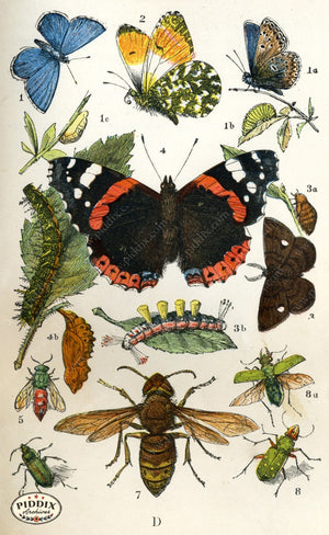 Pdxc2325 -- Butterflies & Bugs Color Illustration
