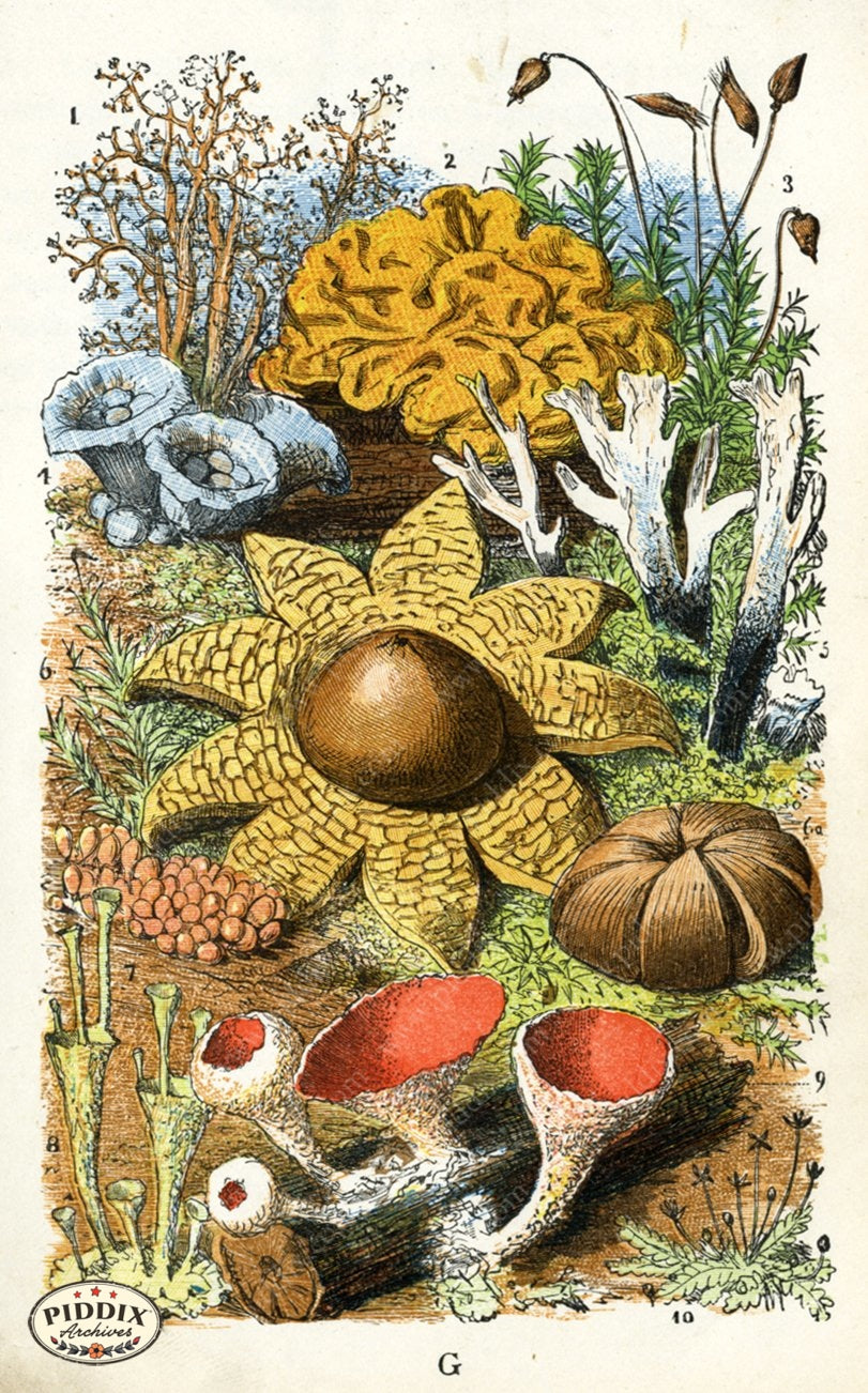 Pdxc2326 -- Butterflies & Bugs Color Illustration