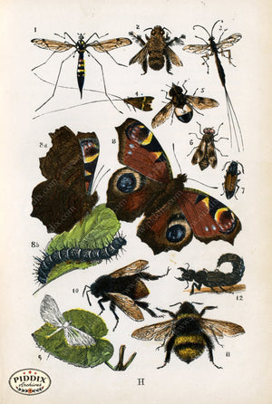 Pdxc2327 -- Butterflies & Bugs Color Illustration