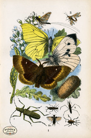 Pdxc2328 -- Butterflies & Bugs Color Illustration