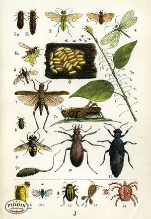 Pdxc2329 -- Butterflies & Bugs Color Illustration