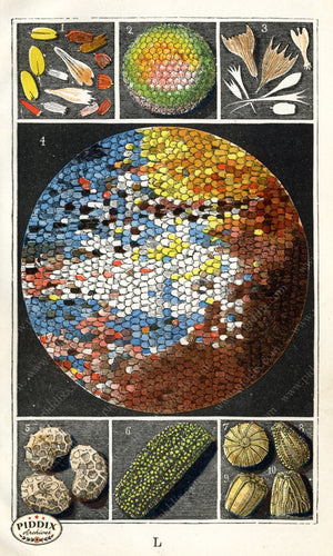 Pdxc2330 -- Butterflies & Bugs Color Illustration