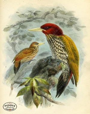 Pdxc2347 -- Birds Color Illustration