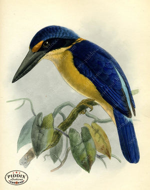 Pdxc2348 -- Birds Color Illustration