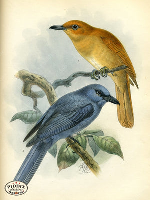 Pdxc2349 -- Birds Color Illustration