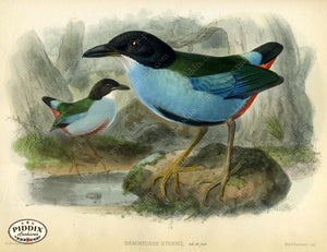 Pdxc2350 -- Birds Color Illustration