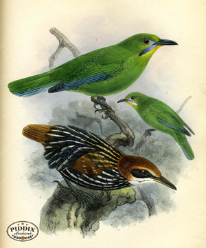 Pdxc2351 -- Birds Color Illustration