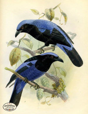 Pdxc2352 -- Birds Color Illustration