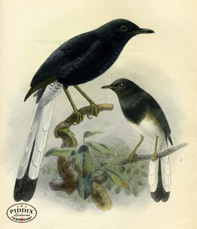 Pdxc2353 -- Birds Color Illustration