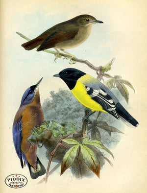 Pdxc2354 -- Birds Color Illustration