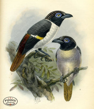 Pdxc2355 -- Birds Color Illustration