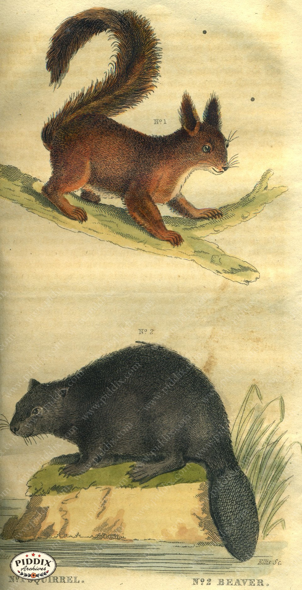 Pdxc2425 -- New For November Color Illustration