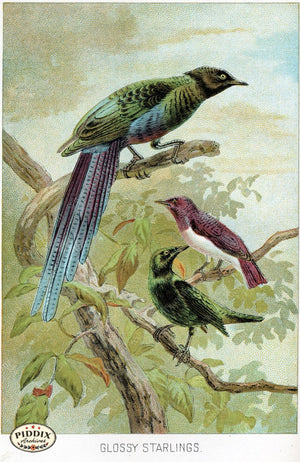 Pdxc2452 -- Birds Color Illustration