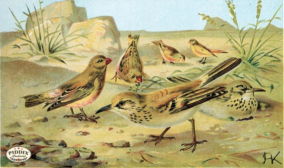 Pdxc2453 -- Birds Color Illustration