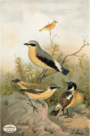 Pdxc2454 -- Birds Color Illustration