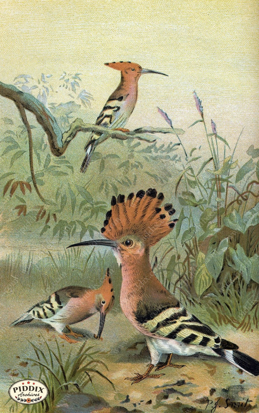 Pdxc2455 -- Birds Color Illustration