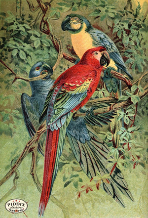 Pdxc2456 -- Birds Color Illustration