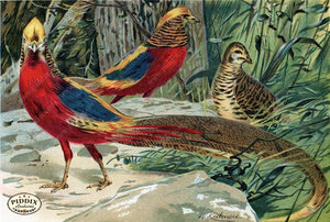Pdxc2457 -- Birds Color Illustration