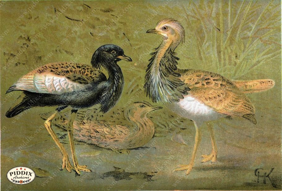 Pdxc2458 -- Birds Color Illustration