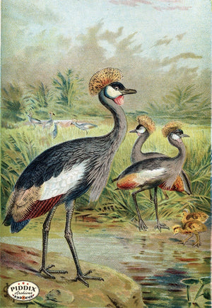 Pdxc2459 -- Birds Color Illustration