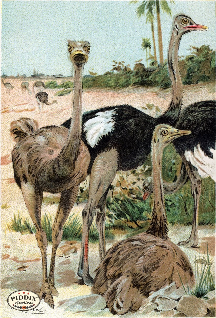Pdxc2460 -- Birds Color Illustration