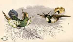Pdxc2479 -- Birds Color Illustration