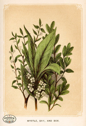 Pdxc2578 -- Plants & Leaves Color Illustration