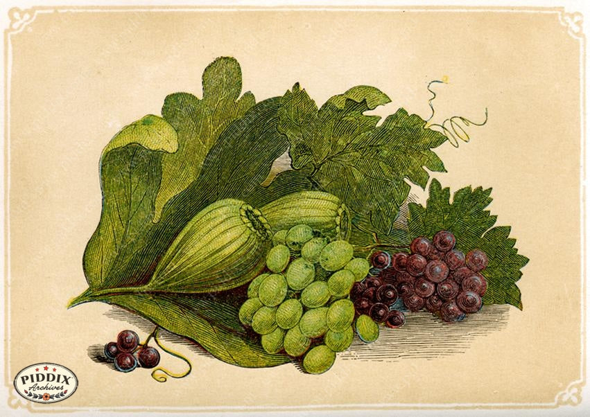 Pdxc2581 -- Plants & Leaves Color Illustration