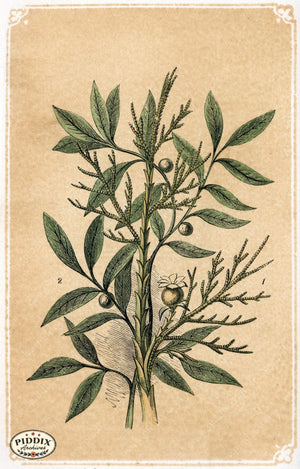 Pdxc2582A -- Plants & Leaves Color Illustration