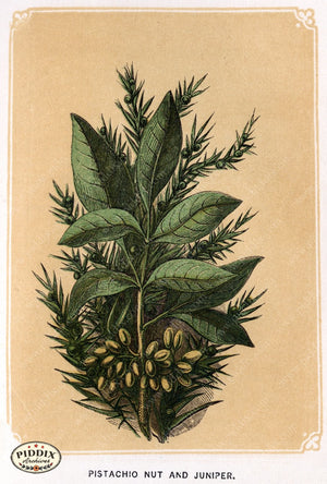 Pdxc2582B -- Plants & Leaves Color Illustration